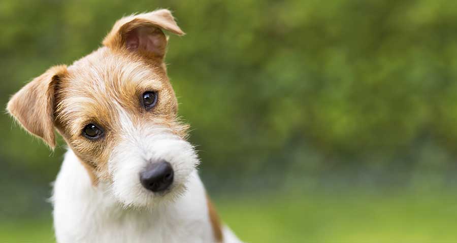 Propreté Canine : établir une stratégie gagnante
